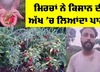 Chilli Farming Punjab
