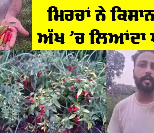 Chilli Farming Punjab