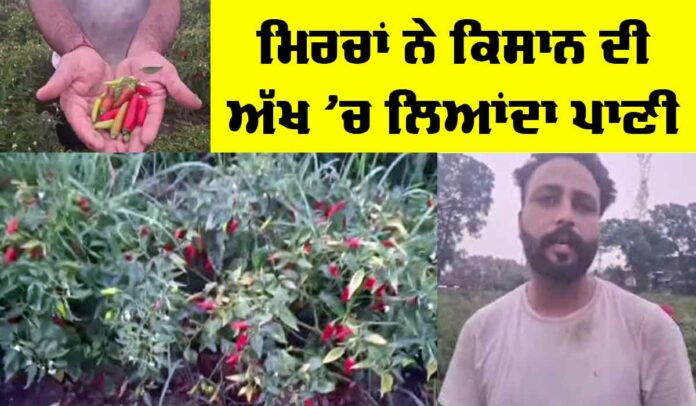 Chilli-Farming Chilli Farming Punjab