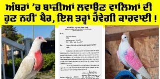 Punjab Government News