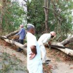 Heavy Rain Tree Fall
