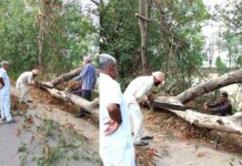 Heavy Rain Tree Fall