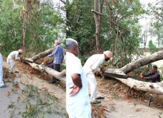 Heavy Rain Tree Fall
