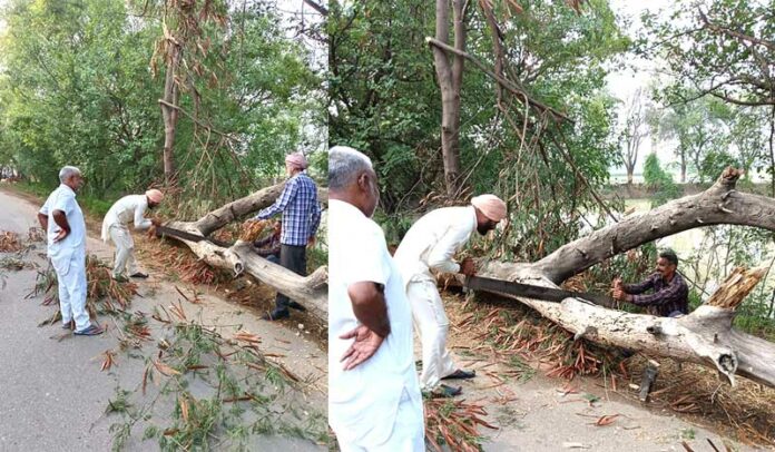 Heavy Rain Tree Fall