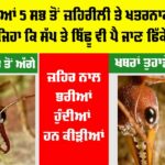 Worlds Most Dangerous Ants