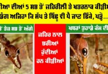 Worlds Most Dangerous Ants