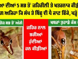 Worlds Most Dangerous Ants