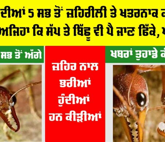 Worlds Most Dangerous Ants