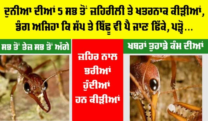 Worlds Most Dangerous Ants Worlds Most Dangerous Ants