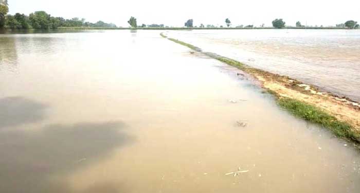 Punjab Canal Break News