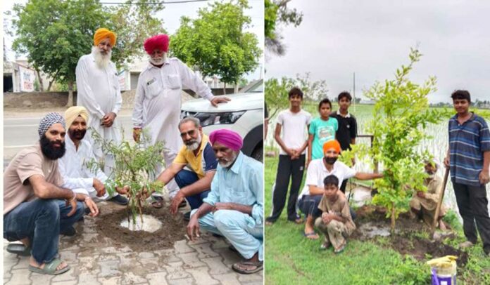 tree Tree Plantation Awareness