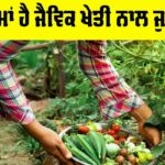 Organic Farming In India