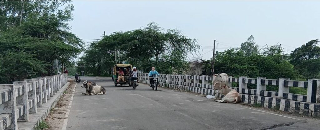 Patiala Stray Animal Problem