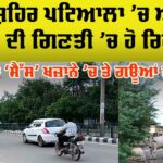 Patiala Stray Animal Problem