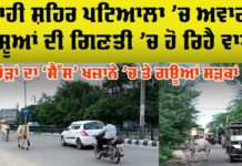 Patiala Stray Animal Problem