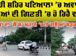 Patiala Stray Animal Problem