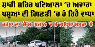 Patiala Stray Animal Problem
