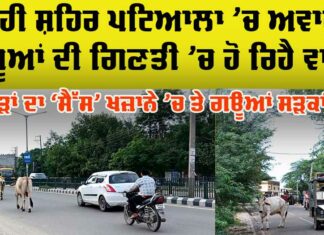 Patiala Stray Animal Problem