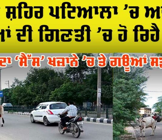 Patiala Stray Animal Problem