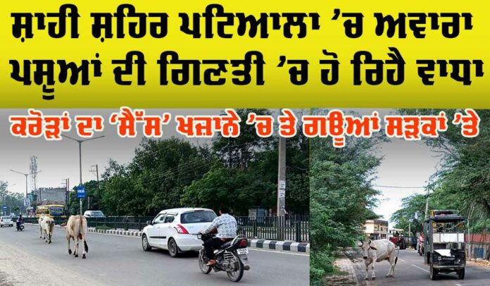 Patiala Stray Animal Problem