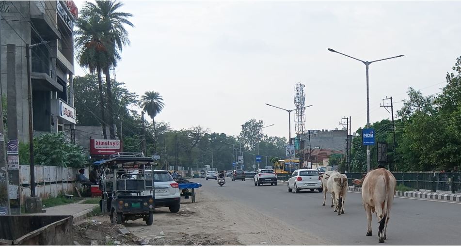 Patiala Stray Animal Problem