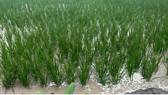 Punjab In Rain