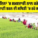 Punjab Paddy Cultivation