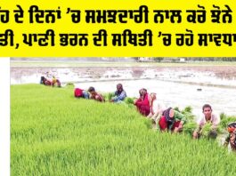 Punjab Paddy Cultivation