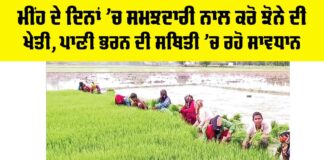 Punjab Paddy Cultivation