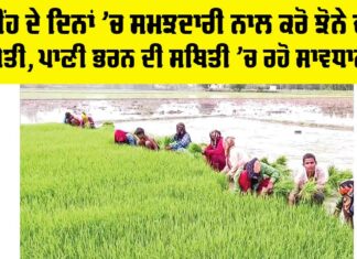 Punjab Paddy Cultivation