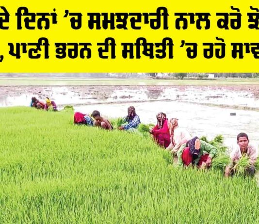 Punjab Paddy Cultivation