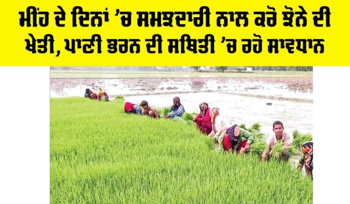 Punjab Paddy Cultivation Punjab Paddy Cultivation