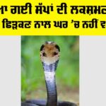 Snake News