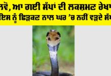 Snake News