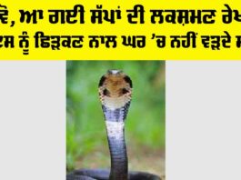 Snake News