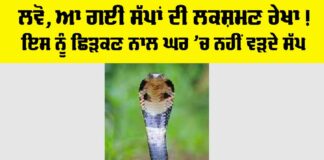 Snake News