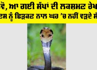 Snake News
