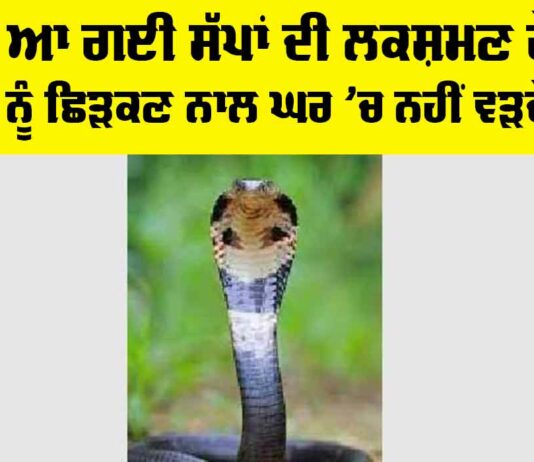 Snake News