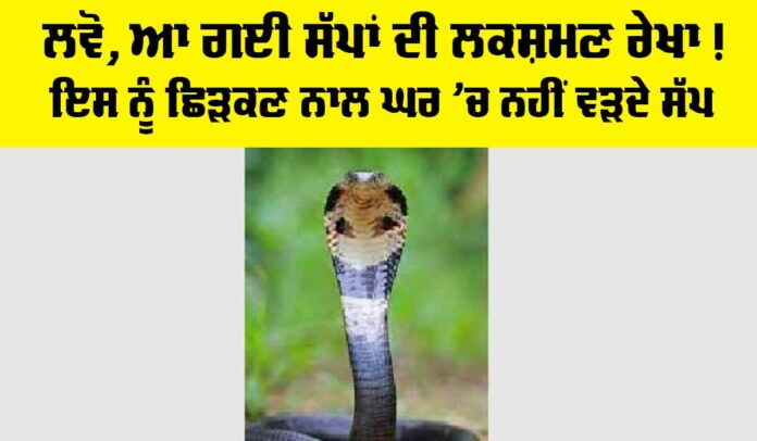 Snake News