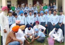 Tree Plantation