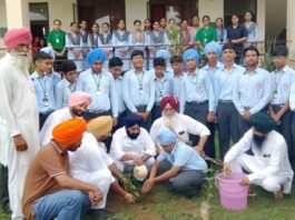 Tree Plantation