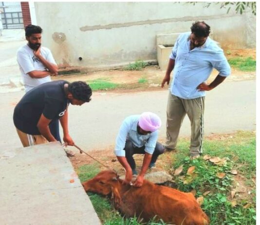 Animal Welfare News