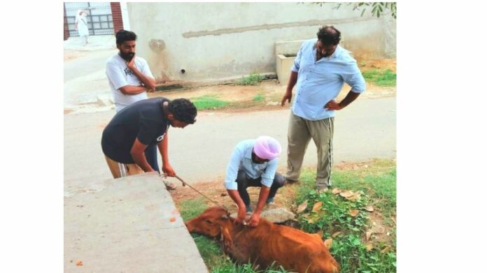 Animal Welfare News