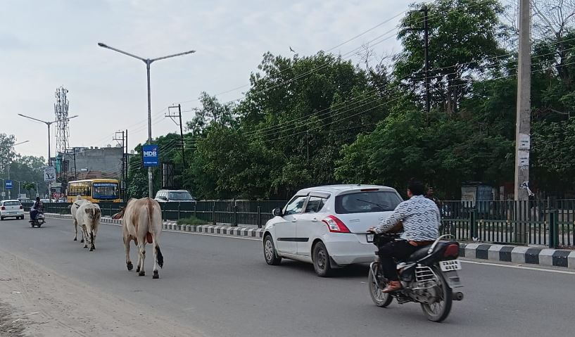 Patiala Stray Animal Problem