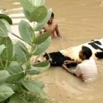Animal Saved
