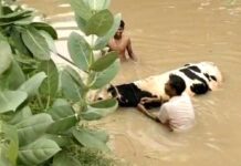 Animal Saved