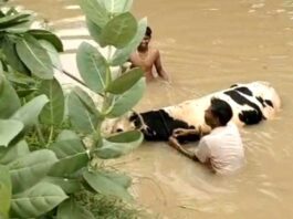 Animal Saved