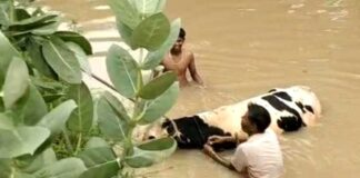 Animal Saved