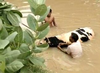 Animal Saved