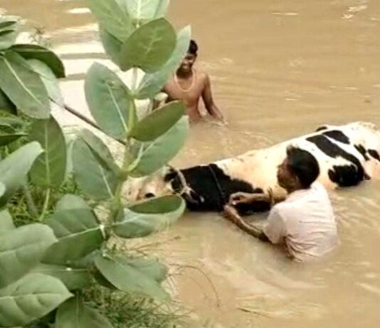 Animal Saved